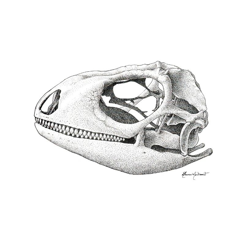 Teiú Lizard Skull - Encre