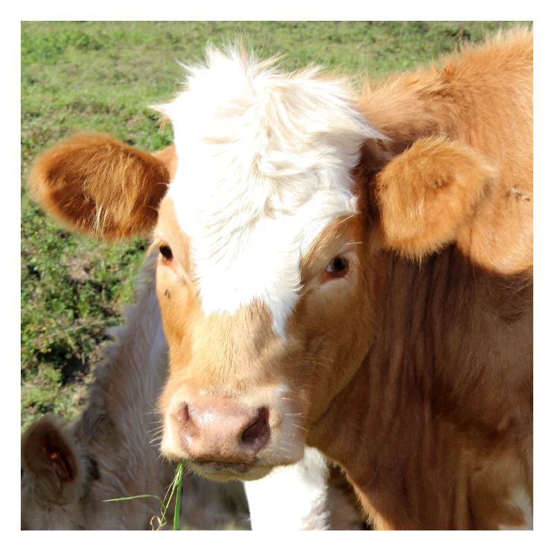 Affiche vache