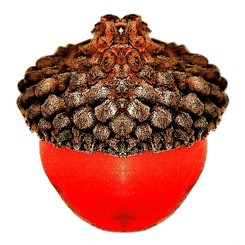 schöne Herbstdrucke, Eichelfoto, unisex herbst