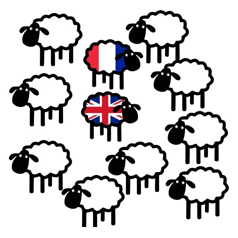 French and British sheep