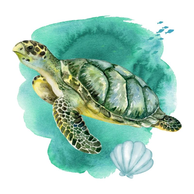 Tortue de mer dans l’océan