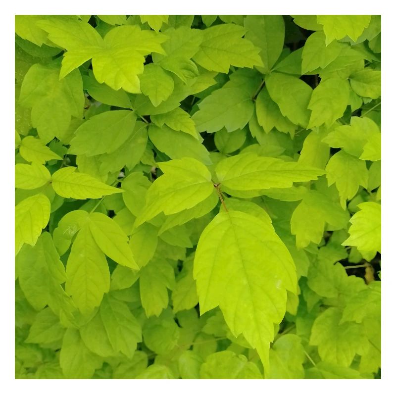 Érable frêne / Acer negundo