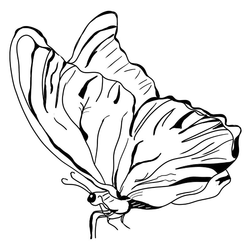 Schmetterling Vecter