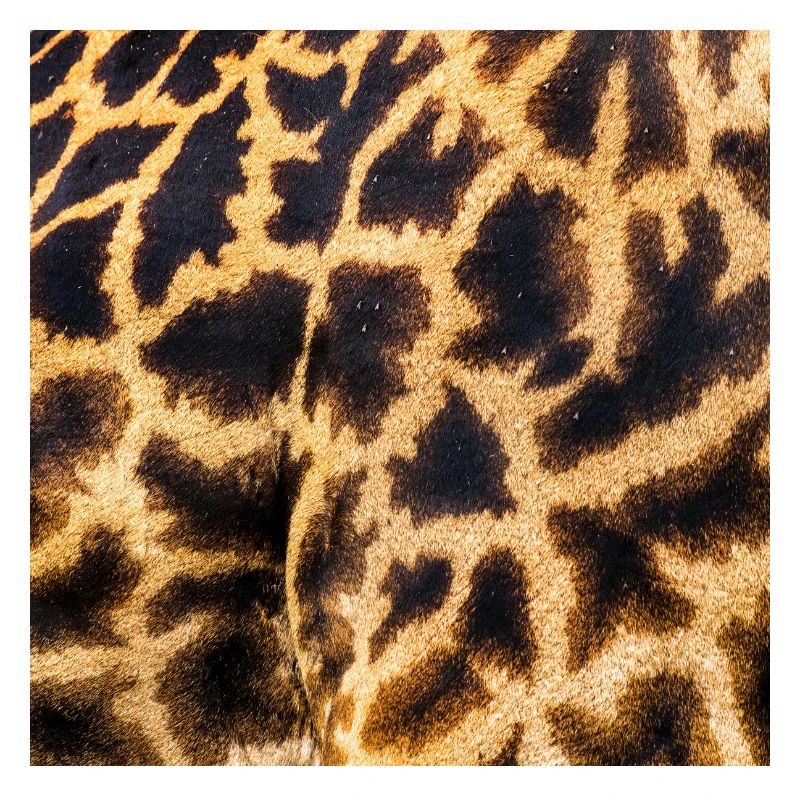 SAFARI