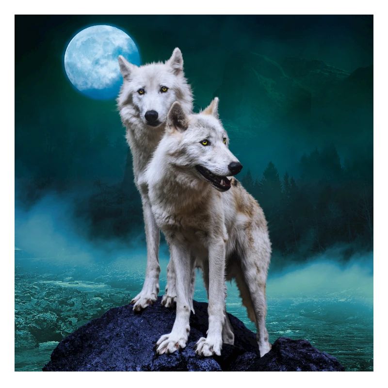 White Wolves / Two White Wolves