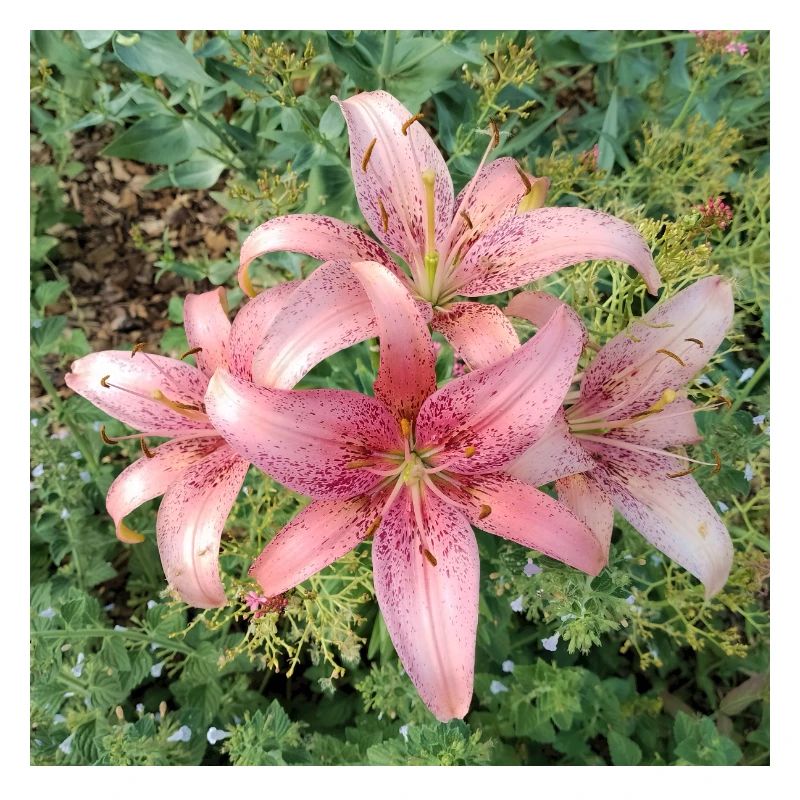 Rosa Lilienblüten