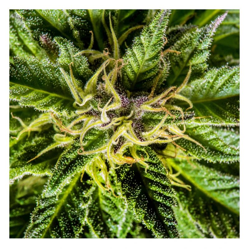 Cannabis flowers, marijuana, it's so green