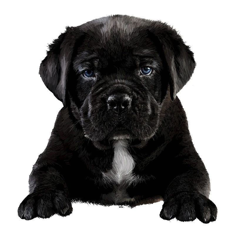 Chiot