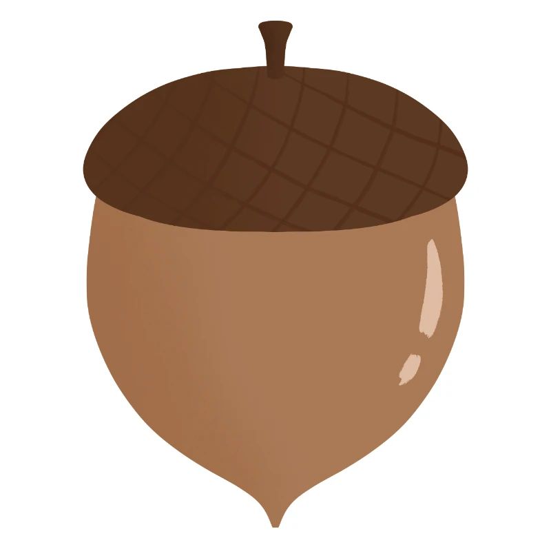 Acorn Illustration