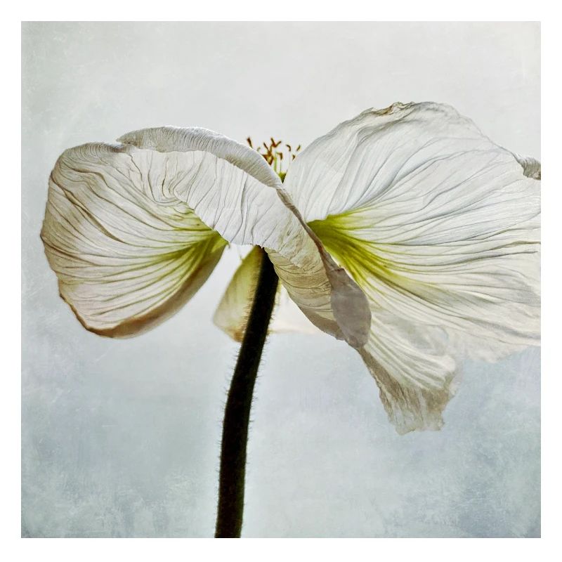 Weiße Mohnblüte