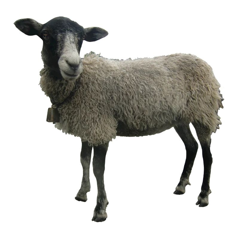 Sheep