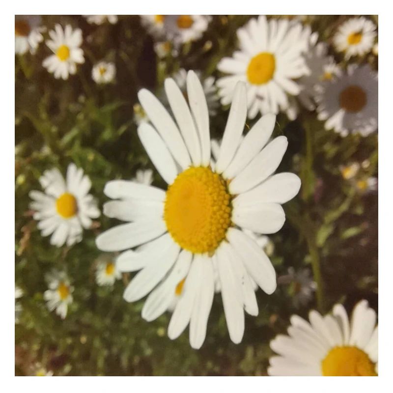 Daisies Sunlight