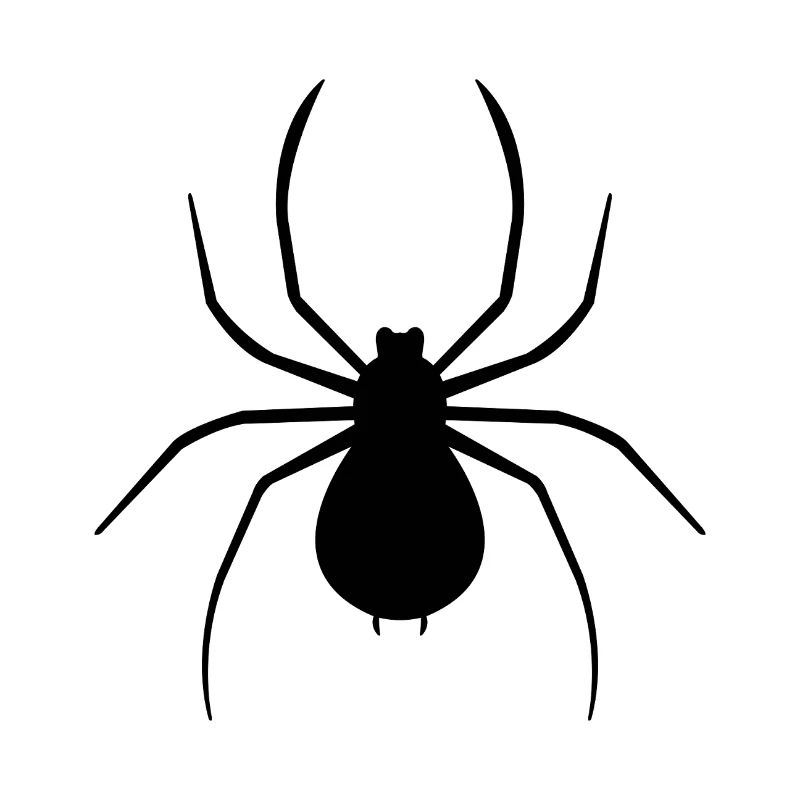 Spinne