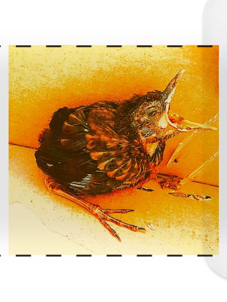 Hungrige Amsel