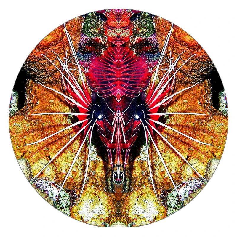 Créatures marines de la nature