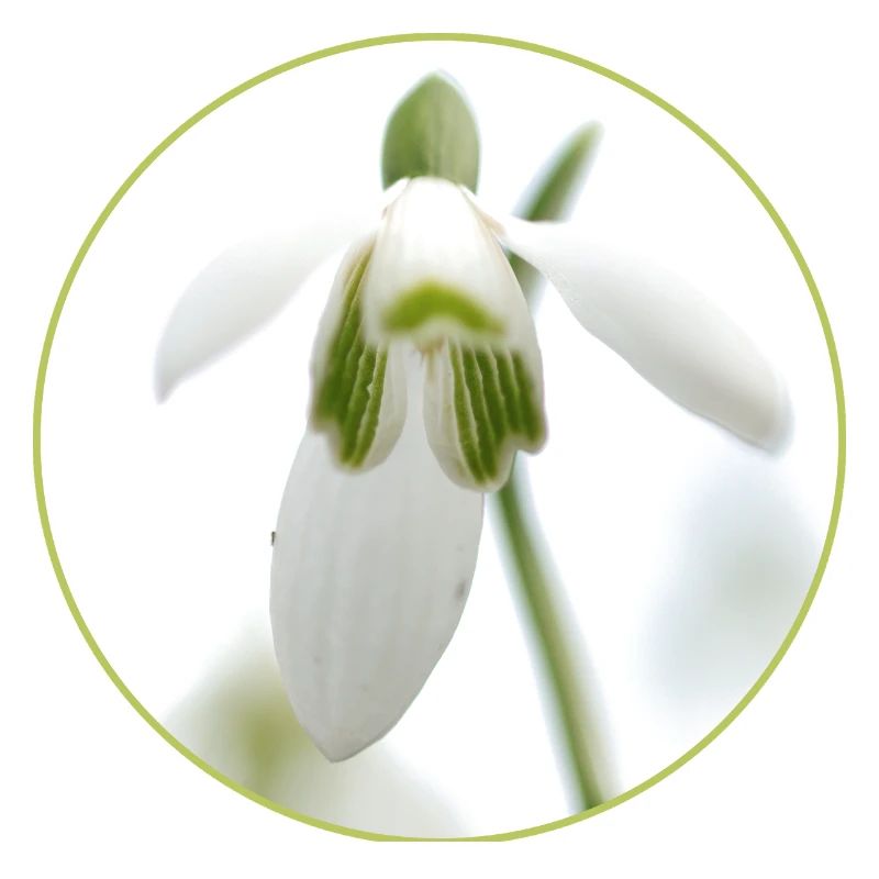 Source de la Fleur de Perce-Neige