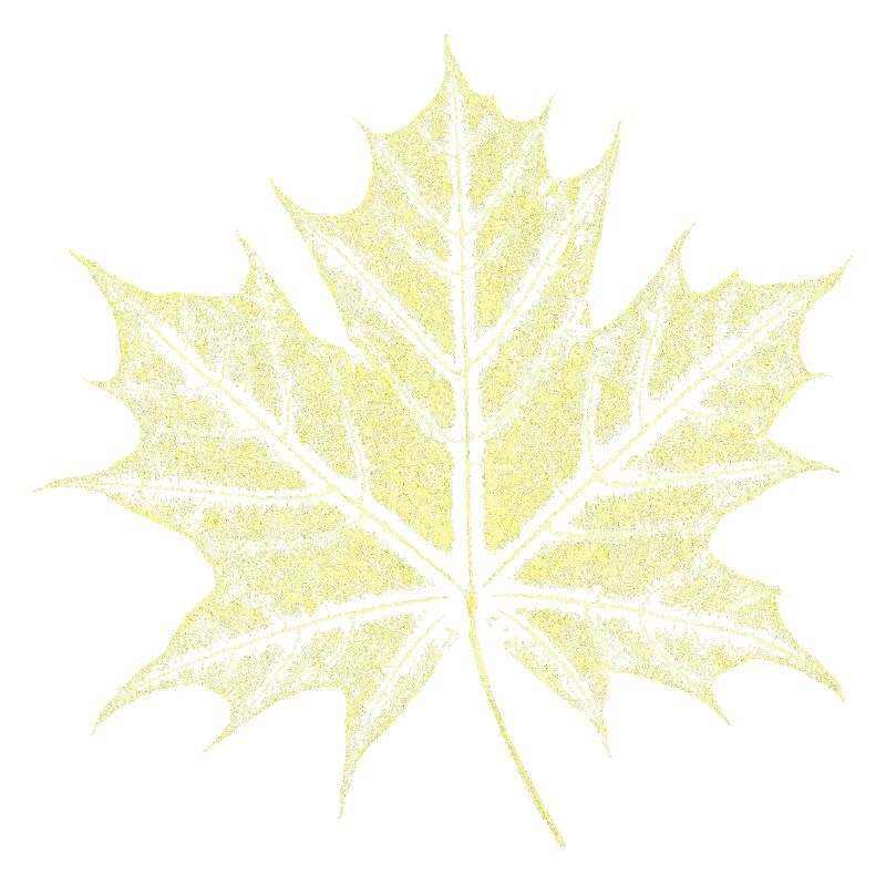 Maple Leaf / Botany - Natural