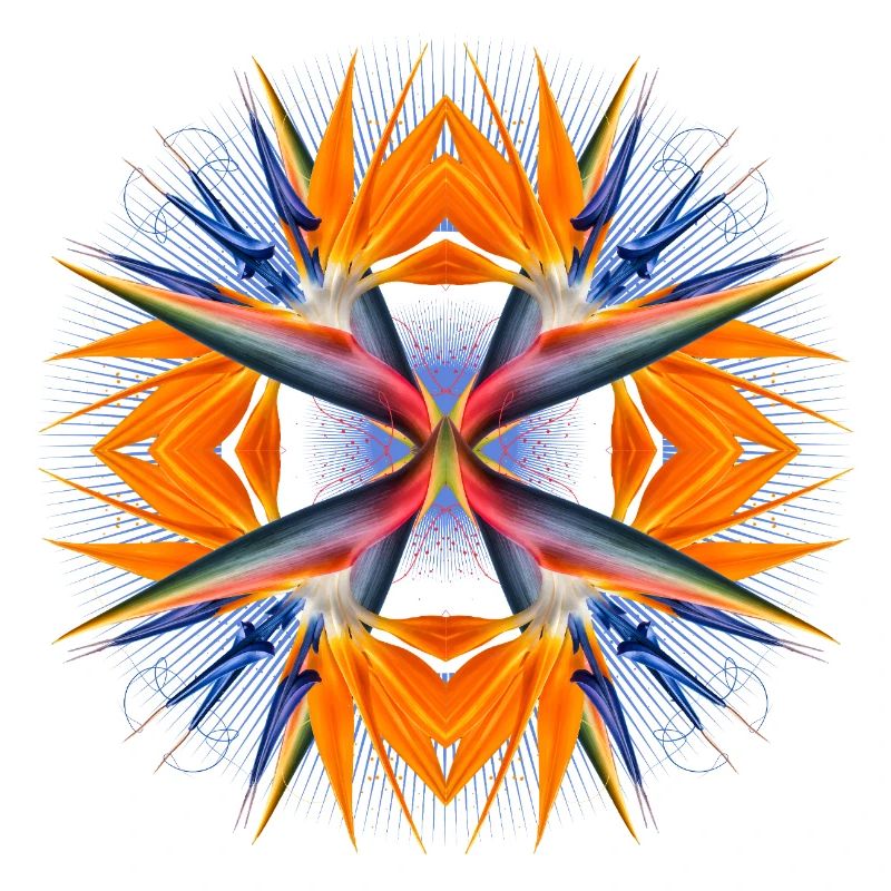 Mandala Oiseau de Paradis Fleur Abstrait Tropical Art