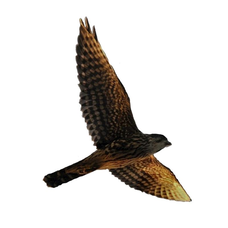 Faucon vole. Oiseau de proie