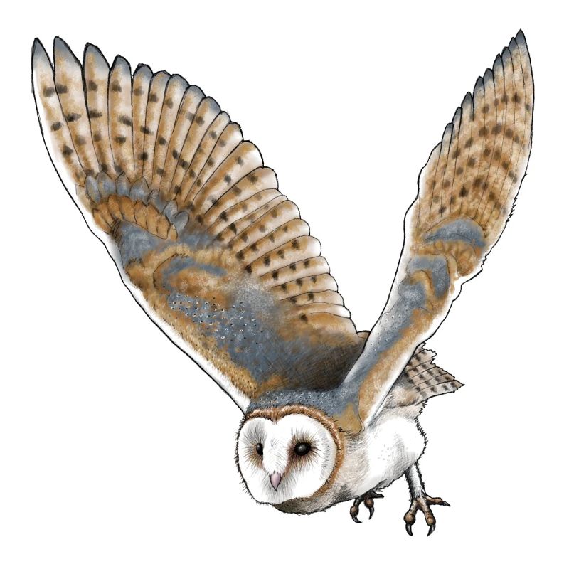 barn owl