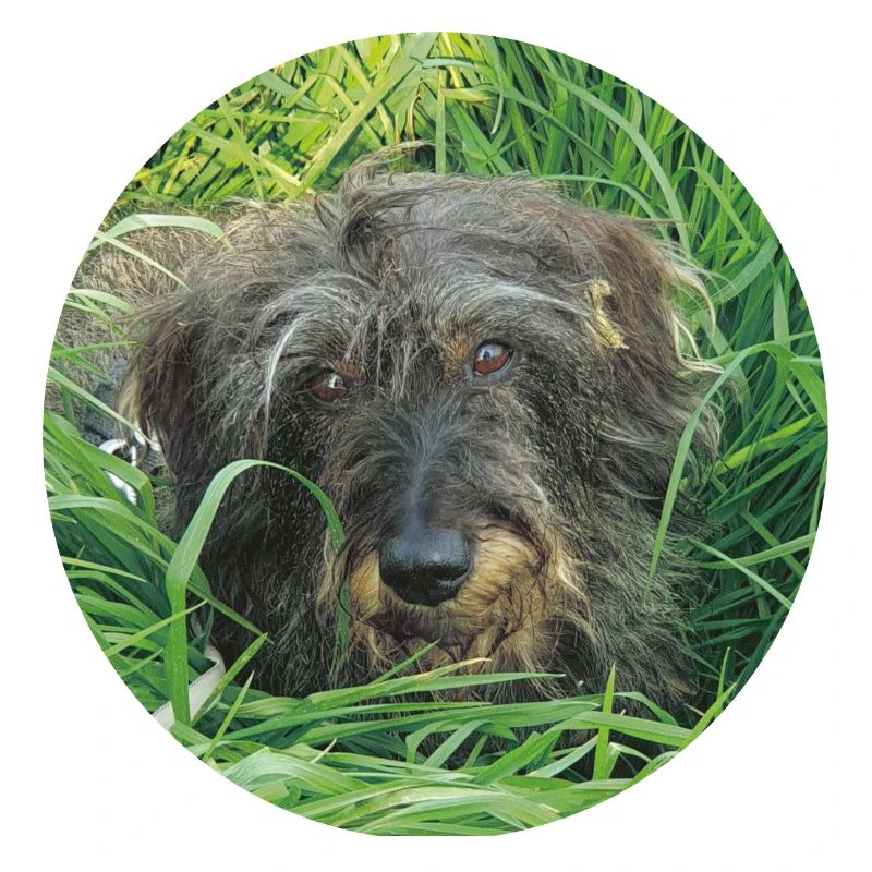 Teckel mignon à poil dur - teckel à poil dur teckel