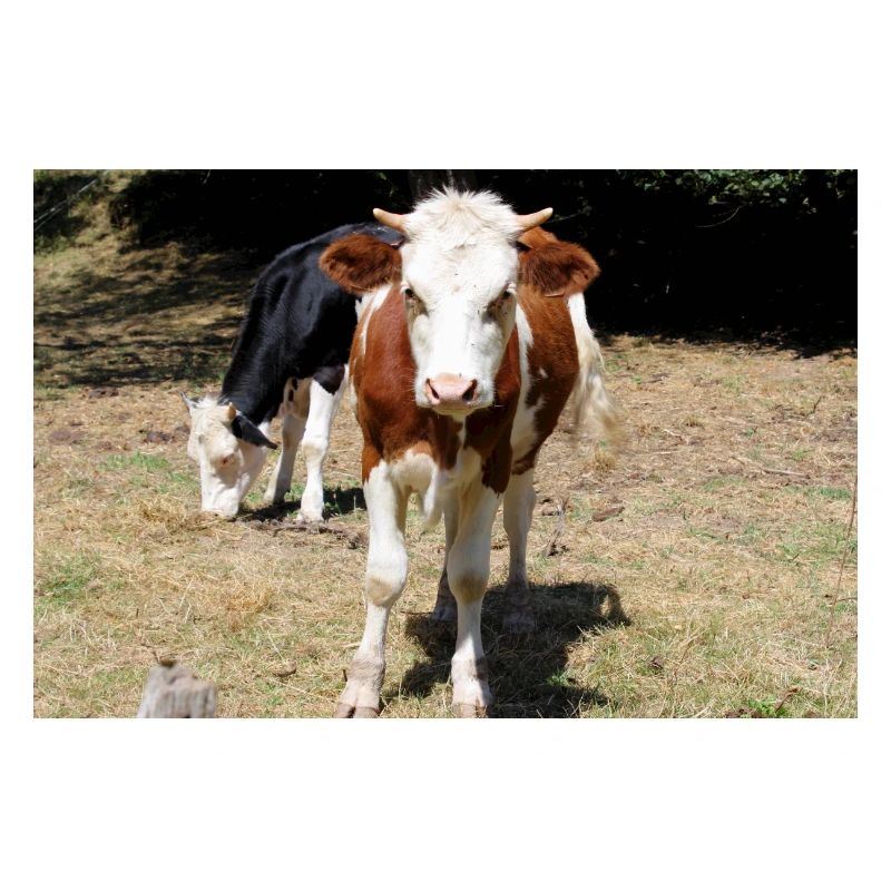 Affiche de vache