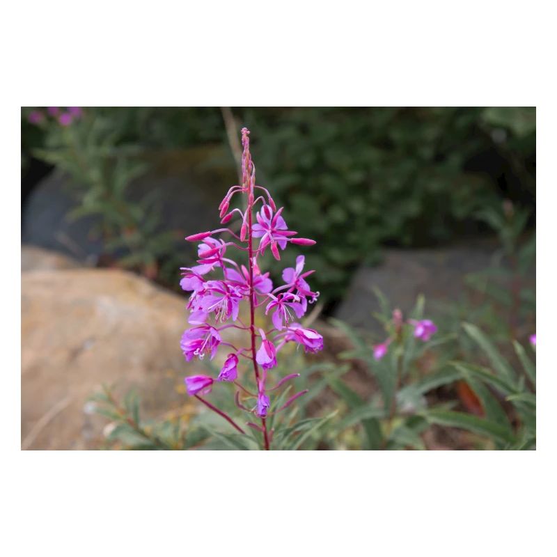 fireweed also willow herb also rosebay willowherb