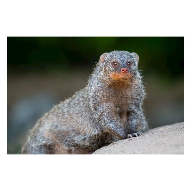 Banded Mongoose Zebra Mongoose Zebramanguste