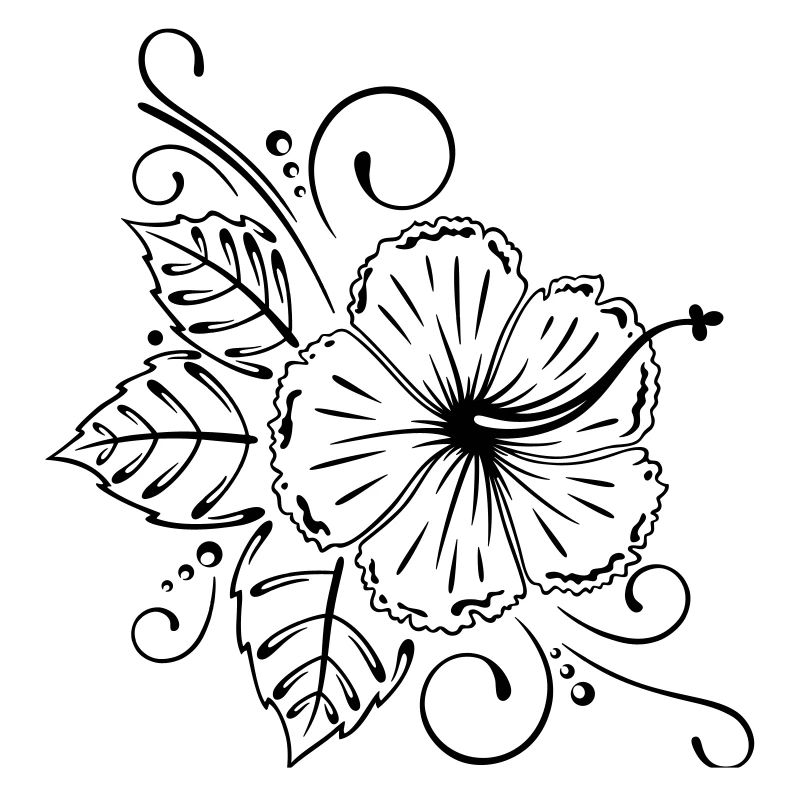 Hibiscus, hibiscus, fleur, fleurs
