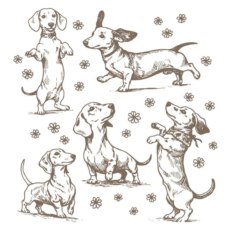 Teckel Teckel Chiens Teckels Teckel Chien teckel Teckel