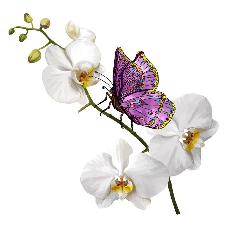 Papillon