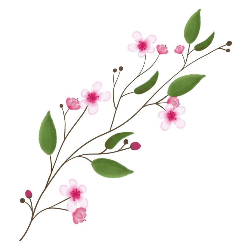 Kirschblüte