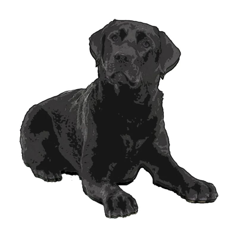 Labrador noir