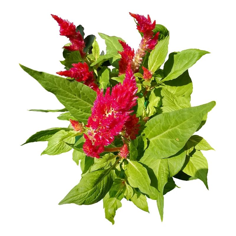 RED CELOSIA