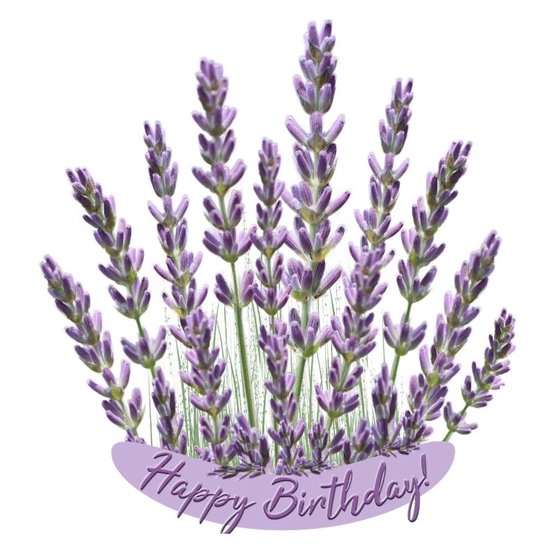 Anniversaire lavande Fleur violette