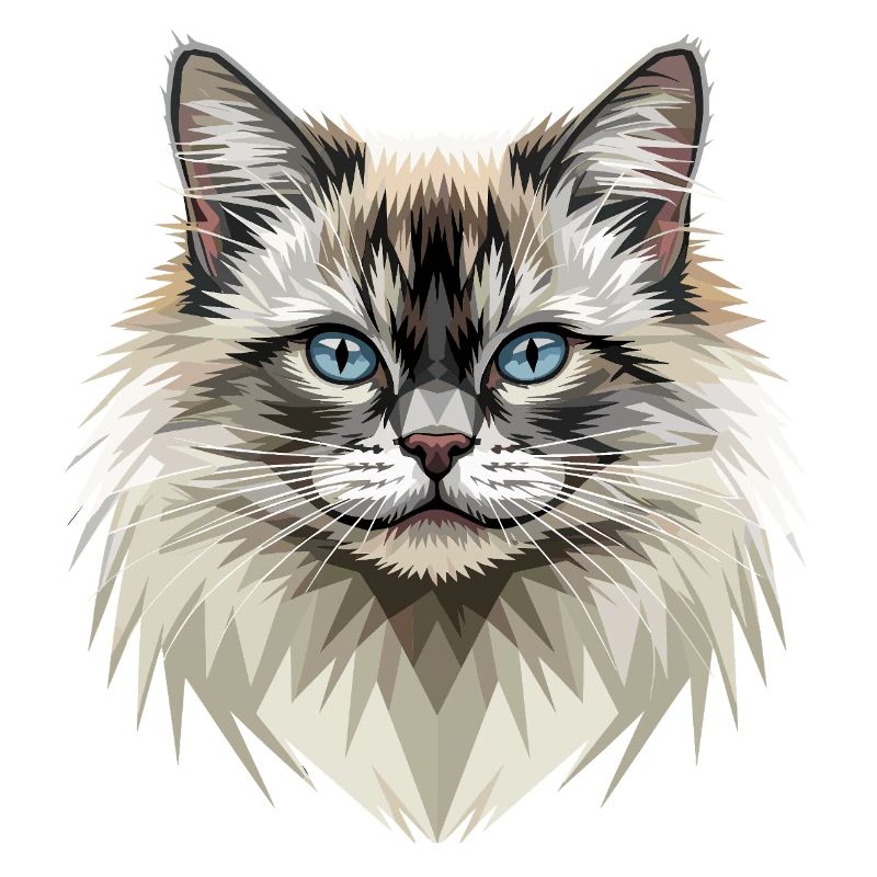 Chat Birman Chat Birman Sacré Chat Birman Mignons Chats Birman