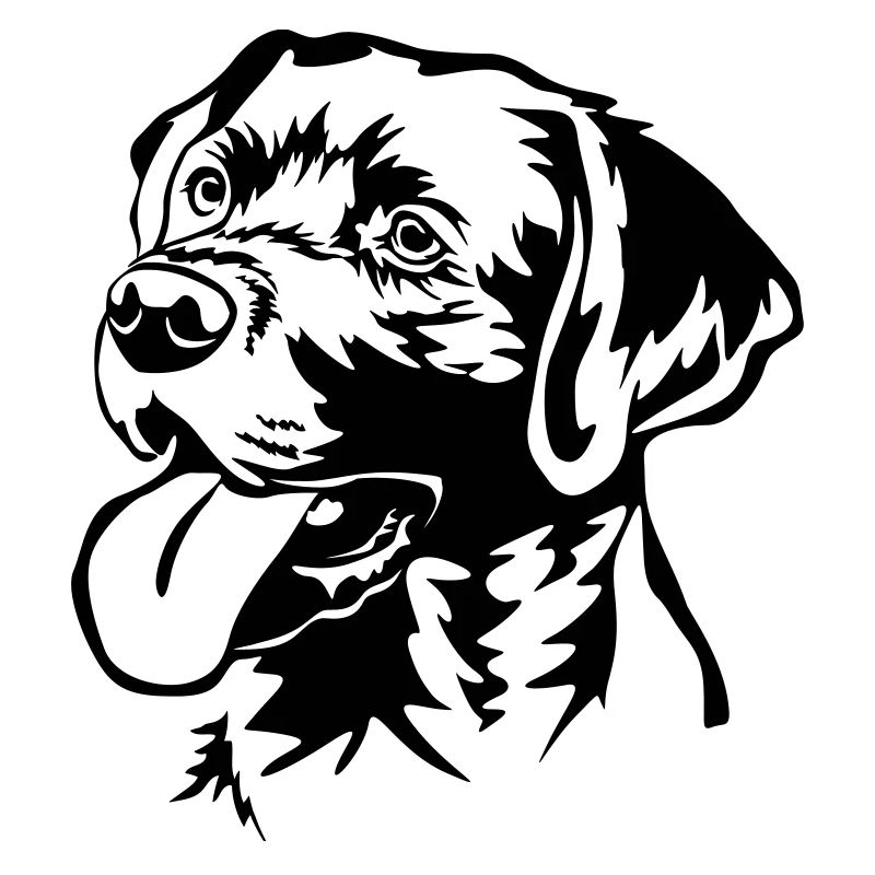 Labrador Retriever Kopf