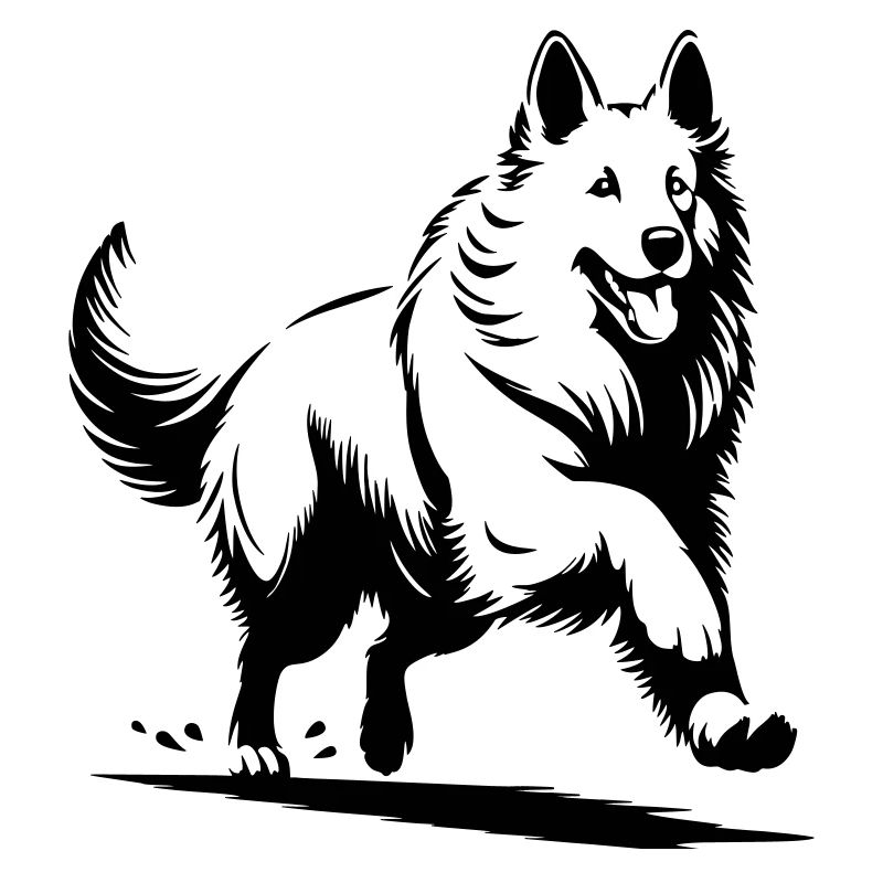 Schweizer Schäferhund