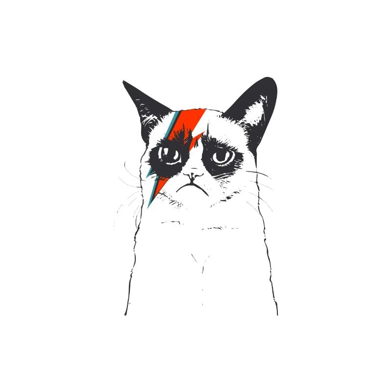 CATS | FLASH CAT