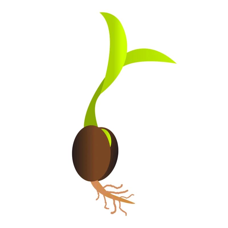 seedling