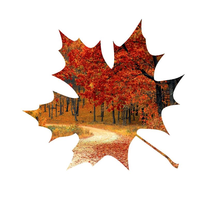 Feuillage de forêt de feuille d'érable automne