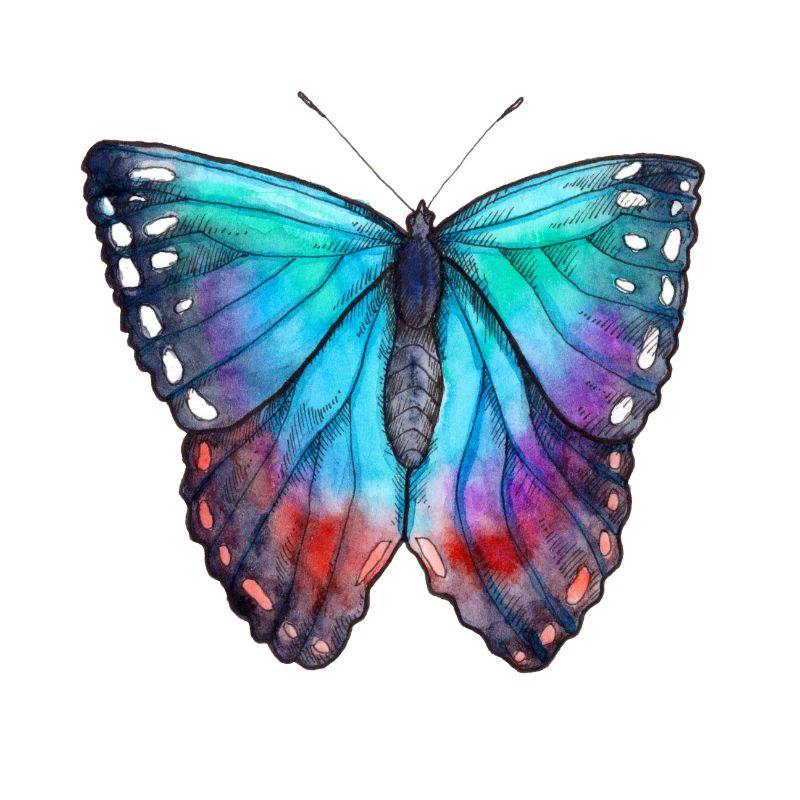 Papillon bleu