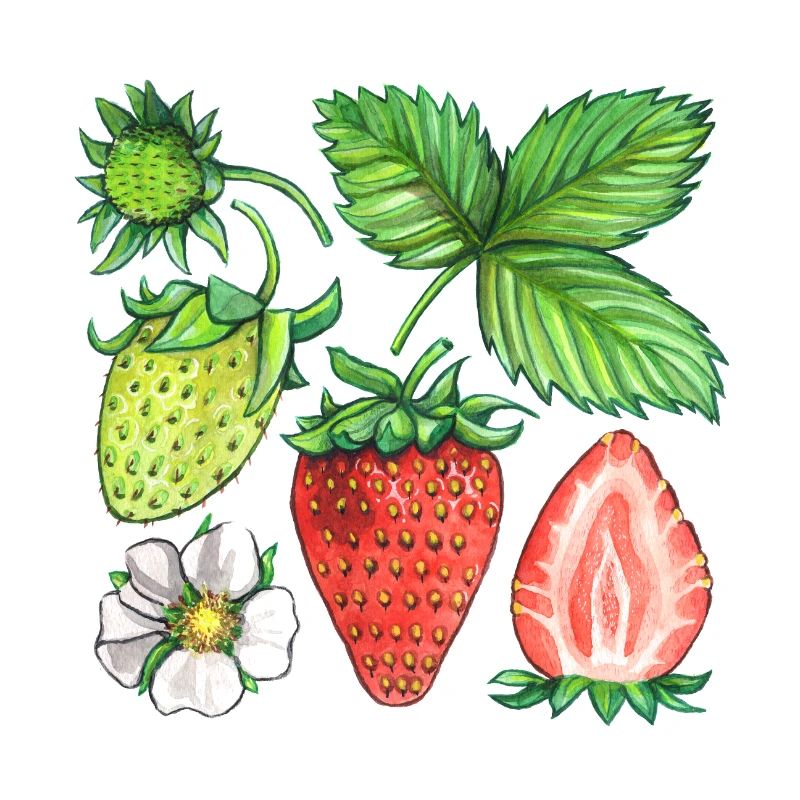 Fraises