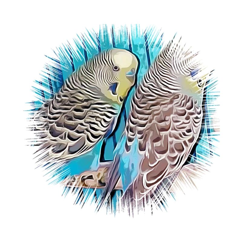 budgerigar