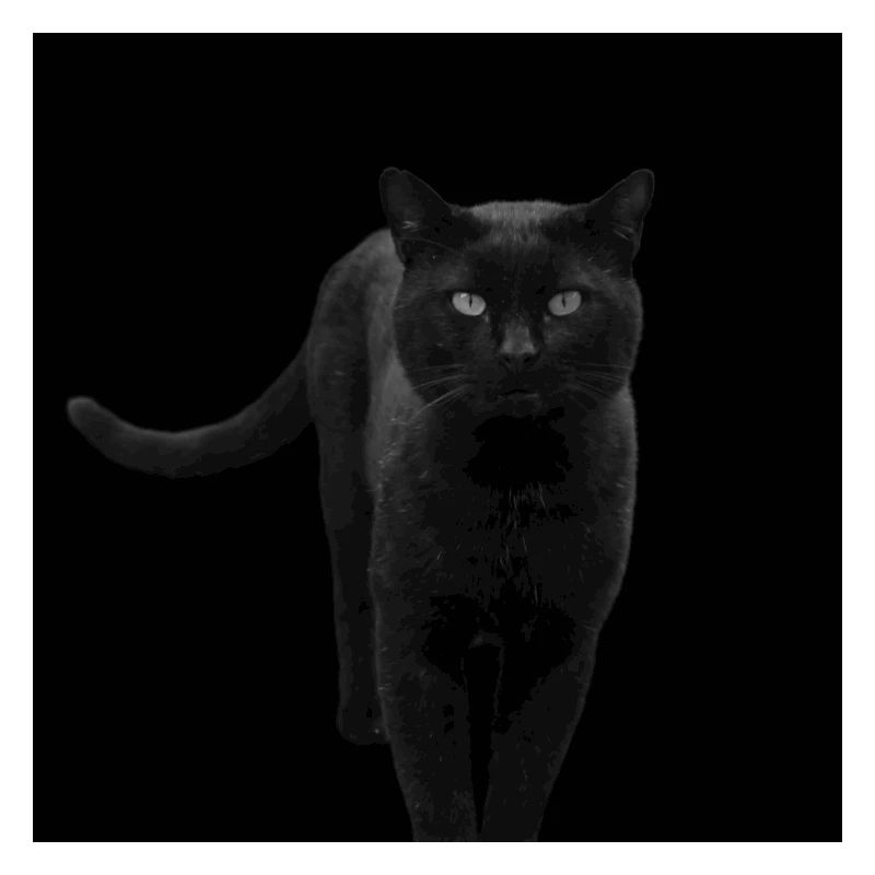 schwarze Katze Katze schwarz Katzen Geschenk