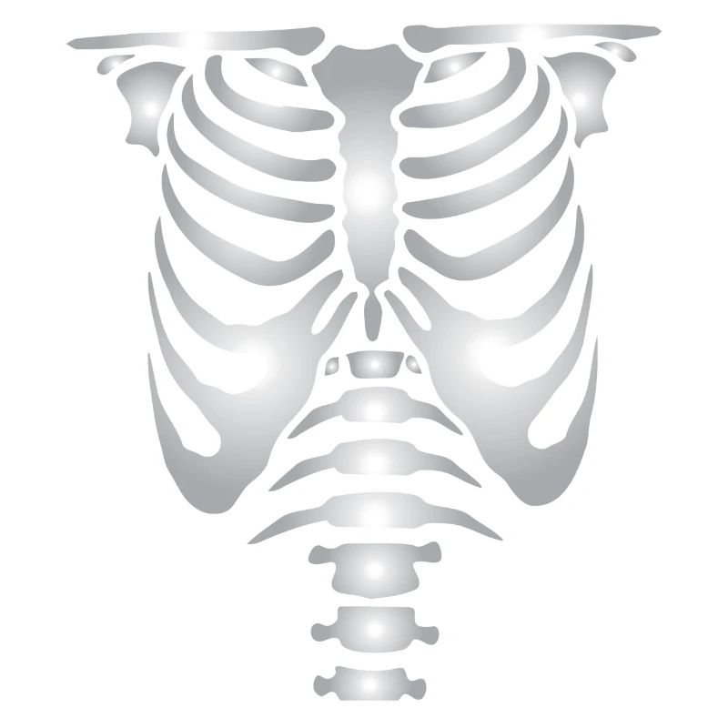 Human skeleton bones torso