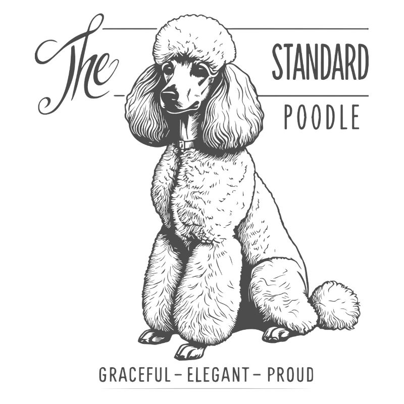Standard Poodle Elegance and Pride
