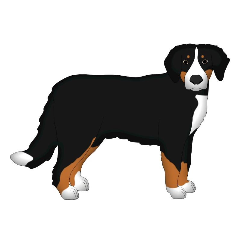 Bouvier Bernois devant de la tête