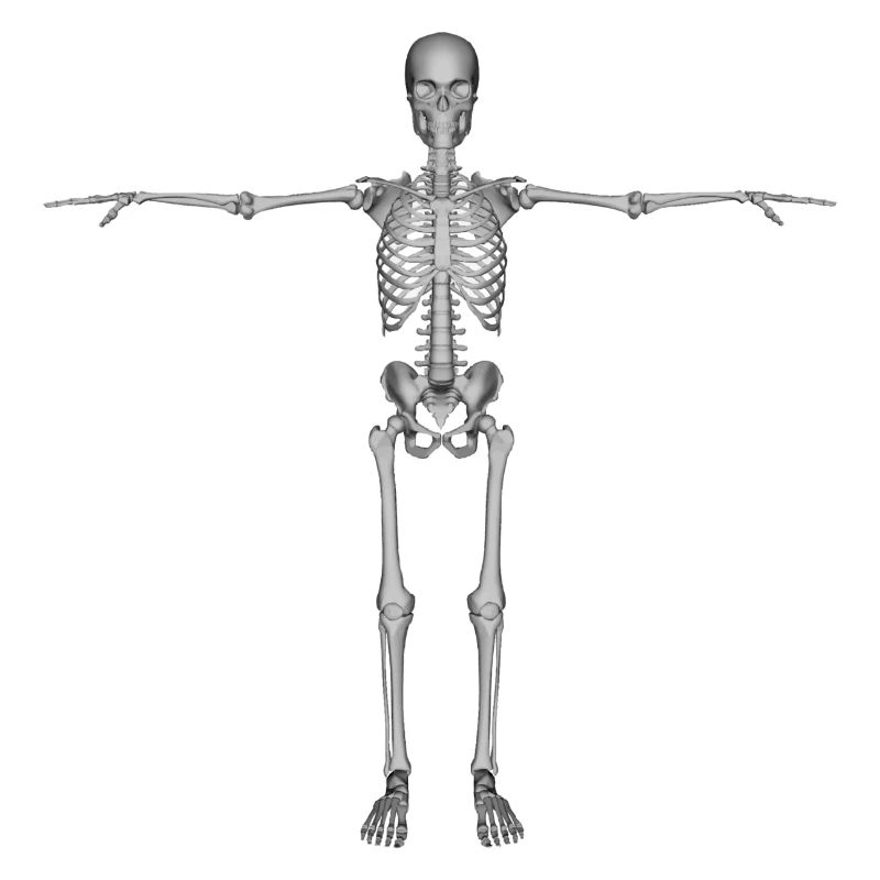 skeleton skeleton bones bones skull schaedel66