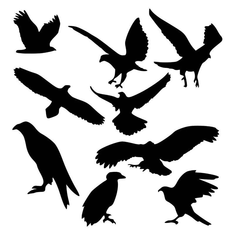 oiseaux
